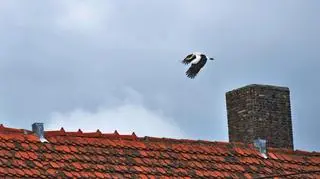 Bociany wracają do gniazd w Polsce