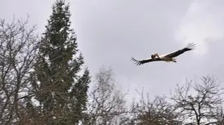 Bociany wracają do gniazd w Polsce