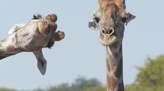 Brigitte Alcalay Marcon/Comedy Wildlife Photo Awards 2020