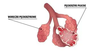 Budowa woreczków pęcherzykowych