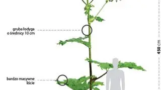 Charakterystyczne cechy barszczu Sosnowskiego (NIK)