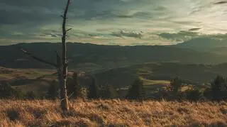 Charakterystyczne drzewo na szczycie Wysokiego Wierchu