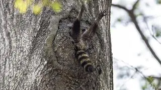 Charlie Davidson/Comedy Wildlife Photo Awards 2020