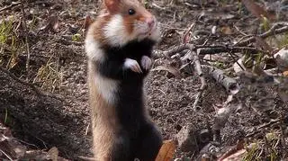 Chomik europejski (katansk/wikipedia CC BY 3.0)