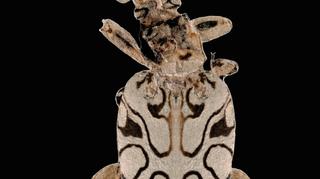 Chrząszcz Pulchritudo attenboroughi (Denver Museum of Nature and Science)