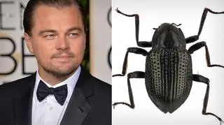 Chrząszcz został nazwany na cześć Leonarda DiCaprio (Shutterstock,Taxon Expeditions/Hendrik Freitag - CC-BY 4.0)