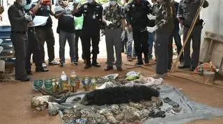 Ciała zwierząt znalezione w buddyjskiej świątyni w Tajlandii