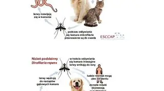 Cykl życiowy nicieni Dirofilaria immitis i Dirofilaria repens. Ilustracja: Polska Rada Konsultacyjna ds. Parazytoz Zwierząt Towarzyszących (ESCCAP Polska)