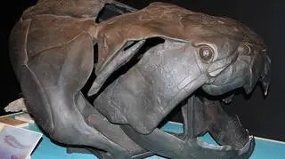 Czaszka Dunkleosteus w Queensland Museum