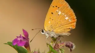 Czerwończyk dukacik