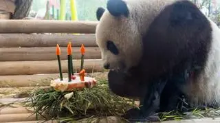 Czwarte urodziny Meng Meng (zoo w Berlinie)
