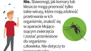 Czy komary mogą przenosić koronawirusa (Ministerstwo Zdrowia)