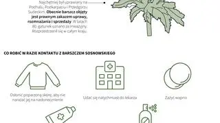 Czym jest barszcz Sosnowskiego (Maria Samczuk, PAP)