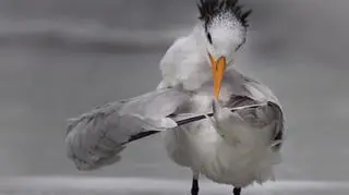 Daniele D'Ermo/Comedy Wildlife Photo Awards 2020