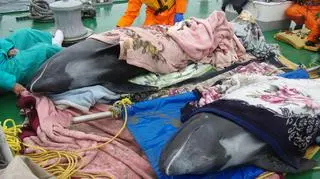 Delfiny są osłabione, ale pod dobrą opieką