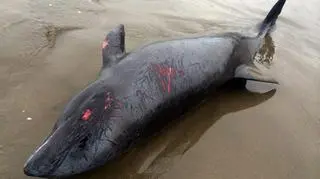 Delfiny są ranne i osłabione