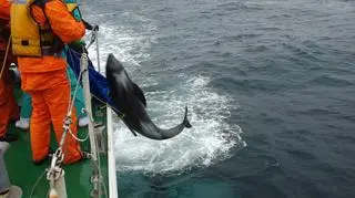 Delfiny są transportowane na pełne morze