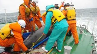 Delfiny transportowane są na specjalnych noszach