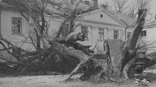 Rozdół. Pałac hr. Lanckorońskich. Kilkusetletni dąb zniszczony przez burzę, 1918-1939
http://www.audiovis.nac.gov.pl/obraz/125870/89f9fa3ab9bfdcc8165bbca42ba5c16f/

