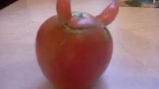 Diabelny pomidor