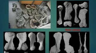 Dicynodont z Lisowic (prezentacja dr hab. Tomasza Suleja)