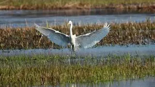 Dolina Biebrzy to raj dla miłośników przyrody