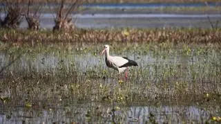 Dolina Biebrzy to raj dla miłośników przyrody 