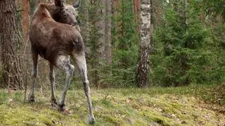 Dolina Biebrzy to raj dla miłośników przyrody