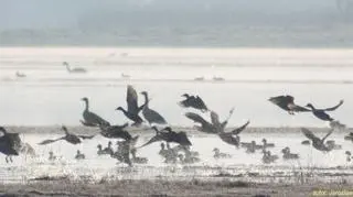 Dolina Biebrzy to raj dla miłośników przyrody