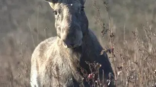 Dolina Biebrzy to raj dla miłośników przyrody