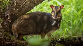 Dorosły osobnik kanczyla filipińskiego (ZOO Wrocław)