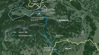 Droga, którą pokonał niedźwiedź Iwo