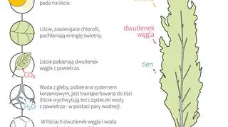 Drzewa pobierają dwutlenek węgla z powietrza (Maciej Zieliński/PAP)