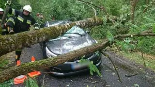 Drzewo spadło na auto w powiecie czarnkowskim 
