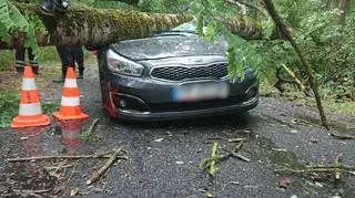 Drzewo spadło na auto w powiecie czarnkowskim 