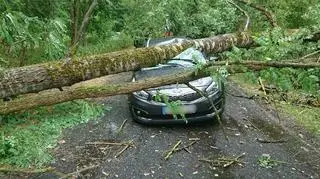 Drzewo spadło na auto w powiecie czarnkowskim 