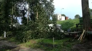 Drzewo spadło na przyczepę kempingową (KWP w Gorzowie Wlkp.)	
