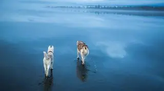 Dwa psy bawią się na lodzie