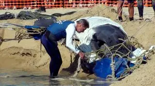 Dyrektor Nauk Morskich przywiązuje linę do uprzęży, aby wcignąć humbaka z powrotem do wody/ EPA