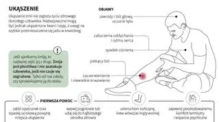 Działania po ukąszeniu (Maria Samczuk, PAP, lasy