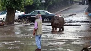 Dzikie zwierzęta na ulicach Tbilisi