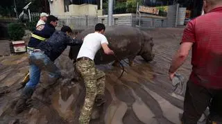 Dzikie zwierzęta na ulicach Tbilisi