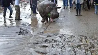 Dzikie zwierzęta na ulicach Tbilisi