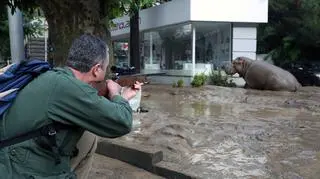 Dzikie zwierzęta na ulicach Tbilisi