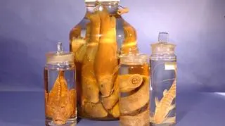 Eksponat Academy of Natural Sciences w USA