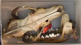Eksponat Academy of Natural Sciences w USA