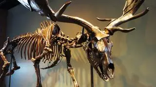 Eksponat Academy of Natural Sciences w USA
