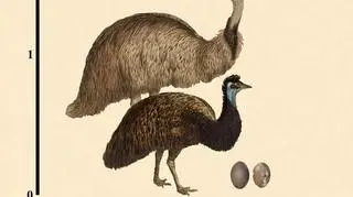 Emu zwyczajne i jego jajo (u góry i po lewej) oraz emu małe i jego jajo (u dołu i po prawej)