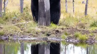 Esa Ringbom/Comedy Wildlife Photo Awards 2020