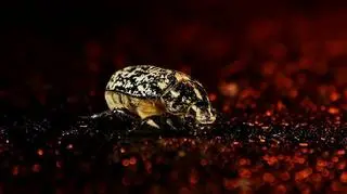 "Fakir" - II miejsce w kategorii: Fauna i flora 